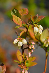 kwitnąca bor&oacute;wka wysoka, kwitnaca bor&oacute;wka amerynkańska, (Vaccinium corymbosum), flowers blue huckleberry, tall huckleberry, swamp huckleberry, high blueberry, swamp blueberry	