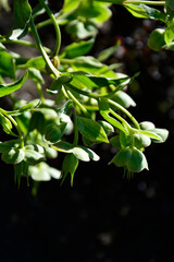 Ciemiernik cuchnący (Helleborus foetidus) , zielone kwiaty ciemiernika i pekate mieszki nasienne na pędach, stinking hellebore blossom, green hellebore  flowers and green seed  follicles, setterwort,