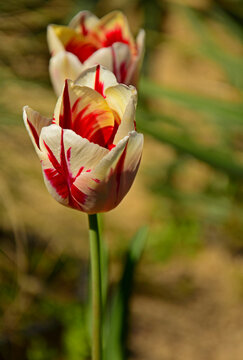 biało-czerwony tulipan w ogrodzie wiosną, piękny czerwony tulipan, red and white tulip in the garden in spring, tulipa