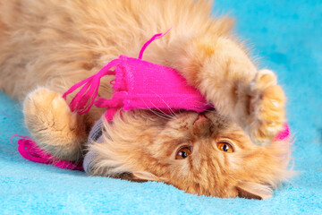 Portrait of a cute red long-haired cat in a pink knitting scarf lying on a blue blanket