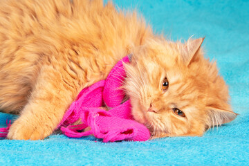Portrait of a cute red long-haired cat in a pink knitting scarf lying on a blue blanket