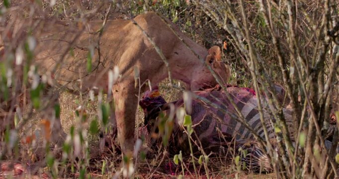 Wide shot of a pride of lions (panthera leo) feeding on a zebra (Equus quagga) kill during the morning in Kenya.