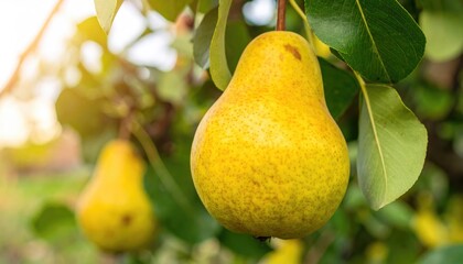 Golden Pear on Branch: A plump, golden pear hangs from a branch in a sun-drenched orchard. The pear’s smooth skin glistens.