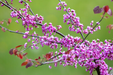 Young Eastern Redbud trees with slender trunks, each covered in clusters of vibrant purple flowers. The blurred green background enhances the vivid floral display