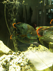 Andinoacara rivulatus funny fish with orange tail swimming in a flock in an aquarium vertical photo