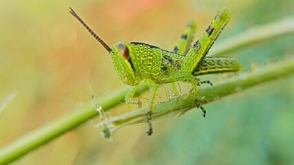 Jasmine flower yellow white flower on black background