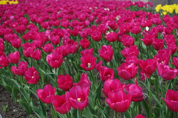 Magenta and yellow flowers of tulips in April