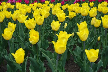 Obraz premium Yellow and magenta colored flowers of tulips in April
