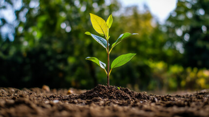 A tender green sapling emerges from rich soil under dappled sunlight, evoking Earth Day renewal and Arbor Day optimism