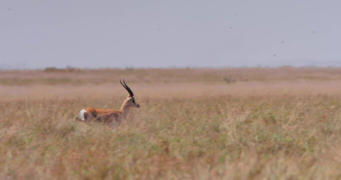Extreme wide shot of a Thomson's gazelle (Eudorcas thomsonii) running away from predators across the savannah at noon in Kenya.