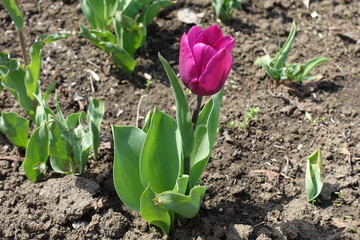 Fuchsia colored flower of one tulip in April