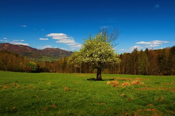 Spring in the Moravian-Silesian Beskydy Mountains. Czech Republic.
