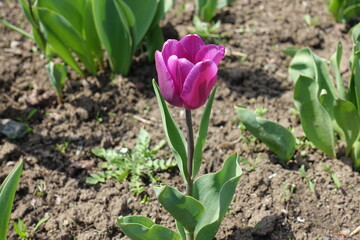 Macro of one magenta colored flower of tulip in April