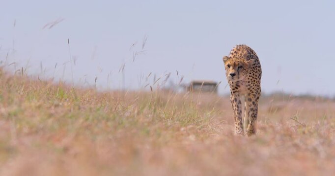 Wide shot of a cheetah (Acinonyx jubatus) tracking prey across savannah grasslands at noon in Kenya.