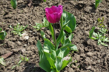 One magenta colored flower of tulip in April