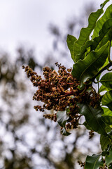 Mangifera indica pertenece a la familia Anacardiaceae.