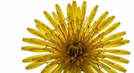 Close-up of dandelion flower