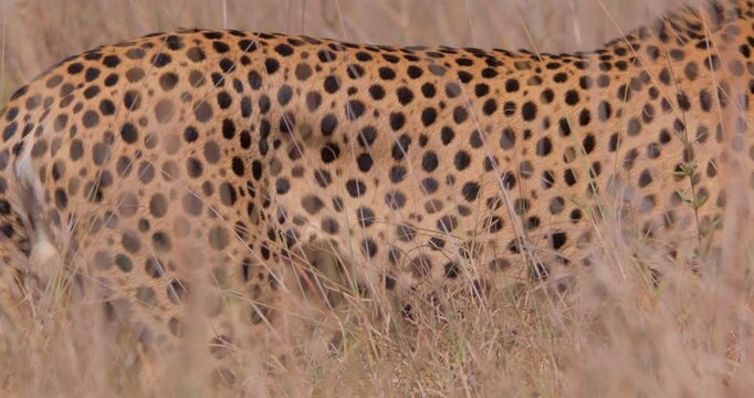 Close up of a cheetah's (Acinonyx jubatus) pattern as it walks through savannah grasslands at noon in Kenya.