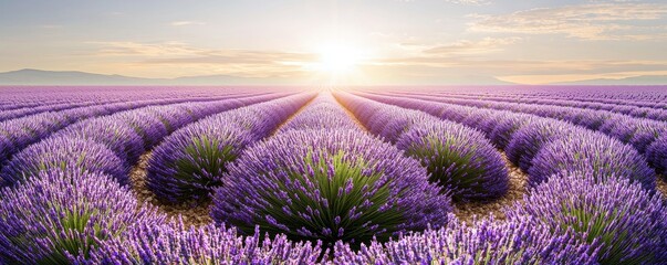 Obraz premium Lavender fields at sunset with vibrant colors and expansive views. Summer landscapes and scene serene, sunshine, idyllic, panoramic concept.