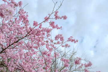 An exquisite closeup of pink cherry blossoms, creating a beautiful contrast against a soft, cloudy sky