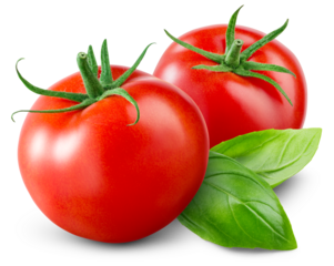 Tomato isolated png. Tomatoes with basil leaf on white or transparent background. Perfect retouched png tomato no background. Whole tomato with leaves. Full depth of field.
