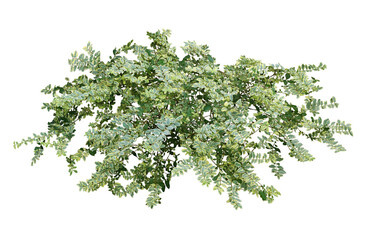 シルバープリペット