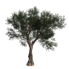 Realistic Tree Isolated on White Background