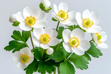 Delicate bouquet of pristine white flowers with yellow centers and vibrant green foliage against a muted grey backdrop
