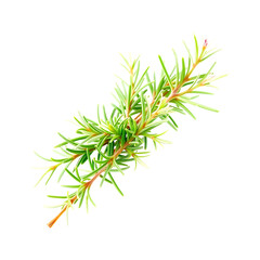 Fototapeta premium Fresh Rosemary Sprig with Blooming Flower on Transparent Background
