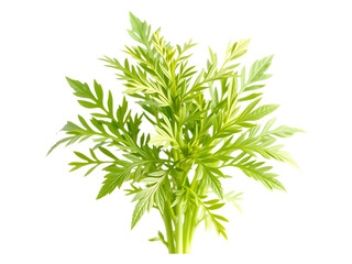 Fototapeta premium Fresh Green Celery Sprig on Transparent Background