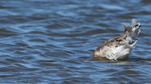 Black-tailed godwit (Limosa limosa) bird in the new Reevediep nature reserve near Kampen, Overijssel, during a beautiful springtime evening. Slow motion clip at half speed.