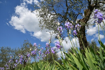 Iris pallida in bloom and olive trees on the Tuscan hills near Pontassieve in spring with stunning blue sky.The iris (Iris Pallida), the symbol of the city of Florence. Italy.