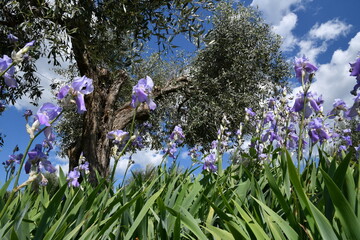 Iris pallida in bloom and olive trees on the Tuscan hills near Pontassieve in spring with stunning blue sky.The iris (Iris Pallida), the symbol of the city of Florence. Italy.