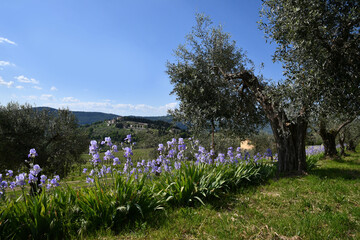 Iris pallida in bloom and olive trees on the Tuscan hills near Pontassieve in spring with stunning blue sky.The iris (Iris Pallida), the symbol of the city of Florence. Italy.