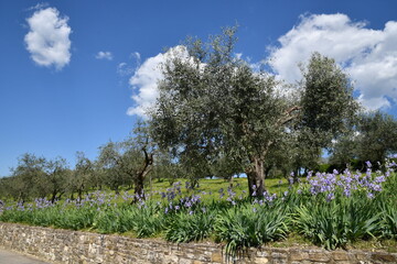 Iris pallida in bloom and olive trees on the Tuscan hills near Pontassieve in spring with stunning blue sky.The iris (Iris Pallida), the symbol of the city of Florence. Italy.