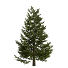 Realistic Tree Isolated on White Background
