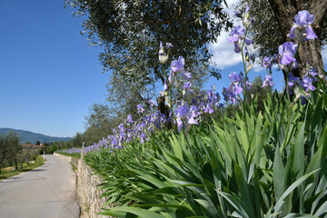 Iris pallida in bloom and olive trees on the Tuscan hills near Pontassieve in spring with stunning blue sky.The iris (Iris Pallida), the symbol of the city of Florence. Italy.