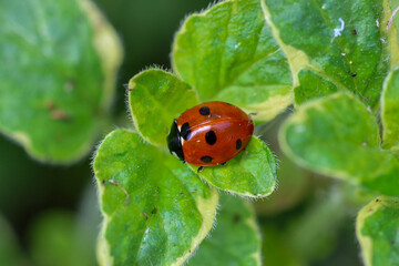 Fototapeta premium Spot of Luck: Ladybird on Green