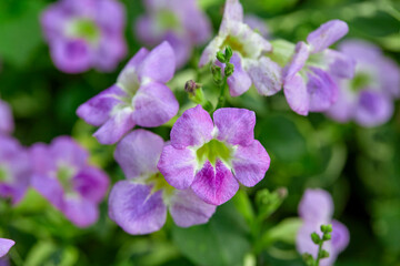 Fototapeta premium Close-up view of purple Variegated mini-rubber flower blooming on variegated plant