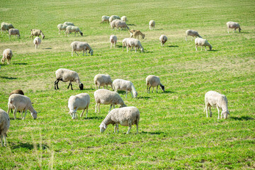 flock of sheep in the green field