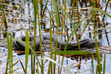 Close-Up of a Snake Resting on a Log in a Wetland Area