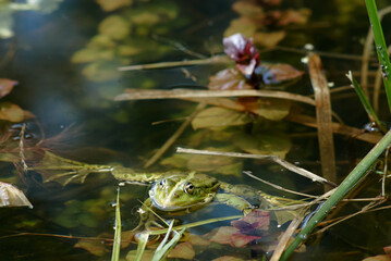 Green frog floats in a peaceful green pond water surface surrounded by aquatic grass.