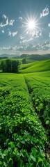Field of green plants with a sun shining over it