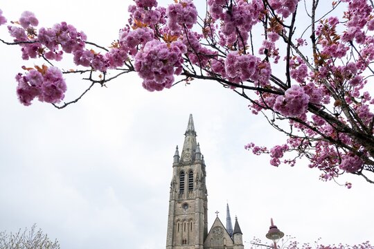cherry blossoms in front of the catholic cathedral in arlon belgium