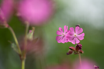 Kwiaty bniec czerwony na łace.