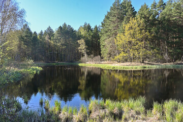 Forest lake in May.