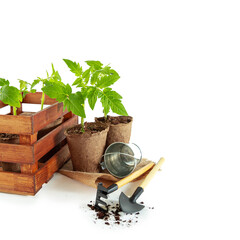 Tomato seedlings in peat pots in wooden box and garden tools. Isolated on white background.