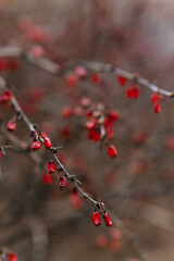A close-up of red barberries on a thorny branch, creating a vibrant and moody autumnal scene