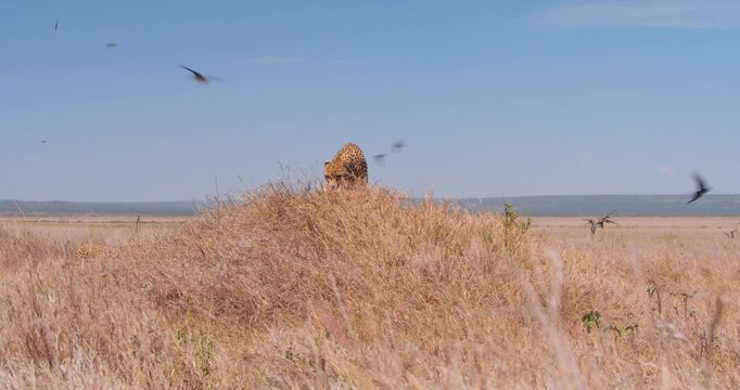 Extreme wide shot of two cheetahs (Acinonyx jubatus) walking up termite mound as barn swallows (Hirundo rustica) fly past at noon in Kenya.