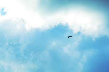 Stork soaring in cloudy sky. Natural background.